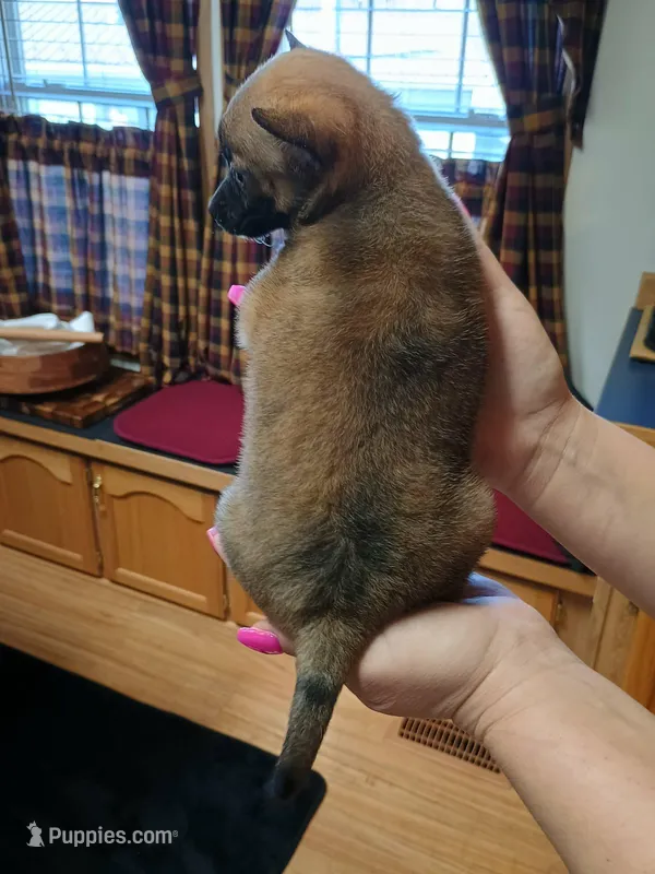 Buddy – Jack Russell Terrier, Chihuahua puppy for sale in Fogelsville, PA