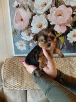 May t-cup , a female Yorkshire Terrier for sale in Fogelsville, PA – 1 of 7