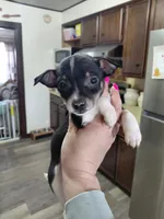 Zoro, a male Rat Terrier and Chihuahua for sale in Kutztown, PA – Photo 1 of 10