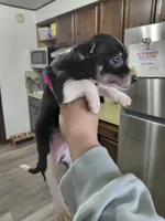 Zoro, a male Rat Terrier and Chihuahua for sale in Kutztown, PA – Photo 4 of 10