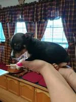 Zoro, a male Rat Terrier and Chihuahua for sale in Kutztown, PA – Photo 3 of 10