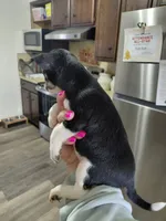 Zoro, a male Rat Terrier and Chihuahua for sale in Kutztown, PA – Photo 6 of 10