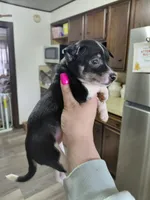 Zoro, a male Rat Terrier and Chihuahua for sale in Kutztown, PA – Photo 8 of 10