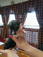 Zoro, a male Rat Terrier and Chihuahua for sale in Kutztown, PA – Photo 10 of 10