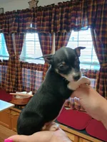 Zoro, a male Rat Terrier and Chihuahua for sale in Kutztown, PA – Photo 5 of 10