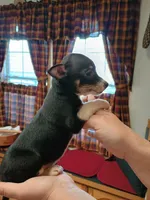 Zoro, a male Rat Terrier and Chihuahua for sale in Kutztown, PA – Photo 2 of 10
