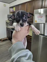 Zoro, a male Rat Terrier and Chihuahua for sale in Kutztown, PA – Photo 7 of 10