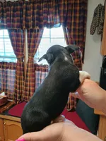 Zoro, a male Rat Terrier and Chihuahua for sale in Kutztown, PA – Photo 9 of 10