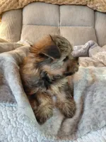 Pebbles, a female Morkie for sale in Fogelsville, PA – 3 of 5