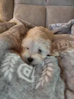 Pongo, a male Morkie for sale in Fogelsville, PA – 2 of 6