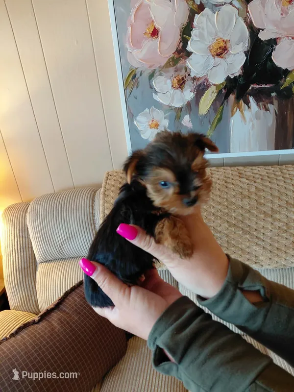 Micky  t-cup  – Yorkshire Terrier puppy for sale in Fogelsville, PA
