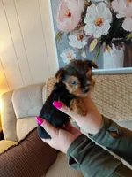 Micky  t-cup , a male Yorkshire Terrier for sale in Fogelsville, PA – 1 of 7