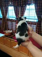 Jax, a male Jack Russell Terrier and Chihuahua for sale in Fogelsville, PA – Photo 6 of 6