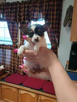 Jax, a male Jack Russell Terrier and Chihuahua for sale in Fogelsville, PA – Photo 2 of 6