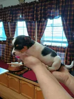 Jax, a male Jack Russell Terrier and Chihuahua for sale in Fogelsville, PA – Photo 3 of 6