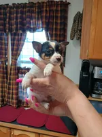 Jax, a male Jack Russell Terrier and Chihuahua for sale in Fogelsville, PA – Photo 4 of 6
