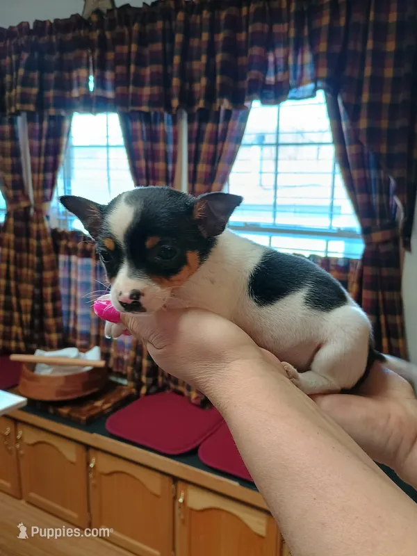 Jax – Jack Russell Terrier, Chihuahua puppy for sale in Fogelsville, PA