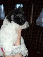 Dot tcup , a female Chihuahua for sale in Kutztown, PA – Photo 4 of 9