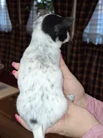 Dot tcup , a female Chihuahua for sale in Kutztown, PA – Photo 9 of 9