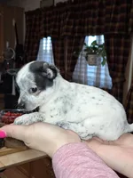 Dot tcup , a female Chihuahua for sale in Kutztown, PA – Photo 6 of 9