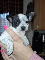 Dot tcup , a female Chihuahua for sale in Kutztown, PA – Photo 2 of 9