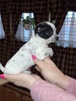 Dot tcup , a female Chihuahua for sale in Kutztown, PA – Photo 5 of 9