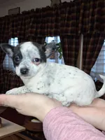 Dot tcup , a female Chihuahua for sale in Kutztown, PA – Photo 1 of 9