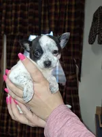 Dot tcup , a female Chihuahua for sale in Kutztown, PA – Photo 8 of 9