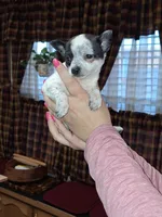 Dot tcup , a female Chihuahua for sale in Kutztown, PA – Photo 7 of 9
