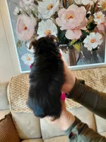 Mia t-cup , a female Yorkshire Terrier for sale in Fogelsville, PA – 5 of 6