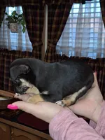 Nacho small toy, a male Chihuahua for sale in Kutztown, PA – Photo 2 of 9