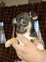Nacho small toy, a male Chihuahua for sale in Kutztown, PA – Photo 3 of 9
