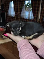 Nacho small toy, a male Chihuahua for sale in Kutztown, PA – Photo 8 of 9