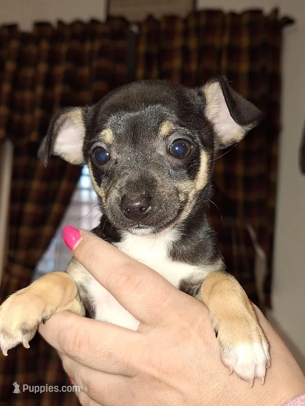 Nacho small toy, a male Chihuahua for sale in Kutztown, PA – Photo 1 of 9
