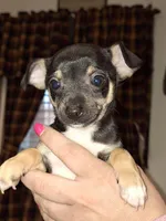 Nacho small toy, a male Chihuahua for sale in Kutztown, PA – Photo 1 of 9