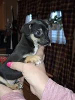 Nacho small toy, a male Chihuahua for sale in Kutztown, PA – Photo 4 of 9
