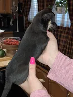 Nacho small toy, a male Chihuahua for sale in Kutztown, PA – Photo 9 of 9