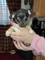 Nacho small toy, a male Chihuahua for sale in Kutztown, PA – Photo 6 of 9