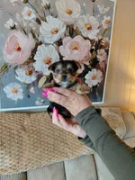 Mindy t-cup , a female Yorkshire Terrier for sale in Fogelsville, PA – 3 of 6