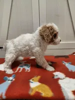 Myla, a female Miniature Goldendoodle for sale in Kutztown, PA – Photo 2 of 5