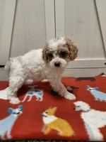 Myla, a female Miniature Goldendoodle for sale in Kutztown, PA – Photo 3 of 5