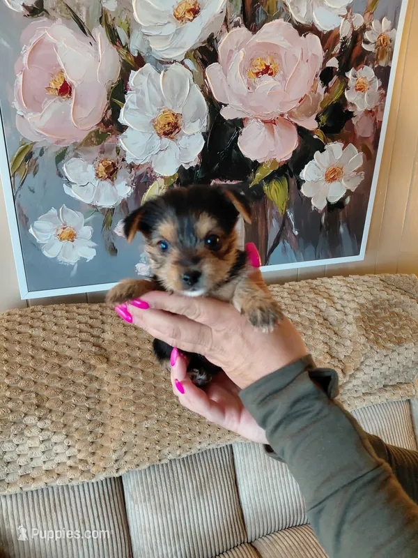 Mindy t-cup  – Yorkshire Terrier puppy for sale in Fogelsville, PA