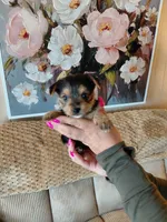 Mindy t-cup , a female Yorkshire Terrier for sale in Fogelsville, PA – 1 of 6