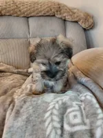 Princess, a female Morkie for sale in Fogelsville, PA – 2 of 4