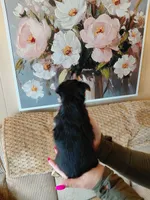 Mindy t-cup , a female Yorkshire Terrier for sale in Fogelsville, PA – 5 of 6