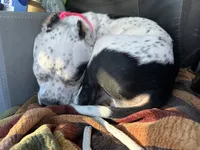 Abkc Warrior, a female American Bully for sale in Arlington, TX – 7 of 7