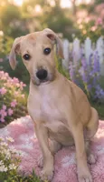Lainey, a female Great Dane for sale in Arlington, TX – 1 of 4