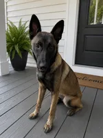 Akc Maleficent , a female Belgian Malinois for sale in Arlington, TX – 1 of 3
