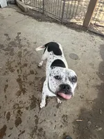 Abkc Warrior, a female American Bully for sale in Arlington, TX – 3 of 7
