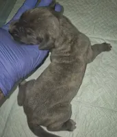 Everlynn, a female Great Dane for sale in Arlington, TX – 5 of 6